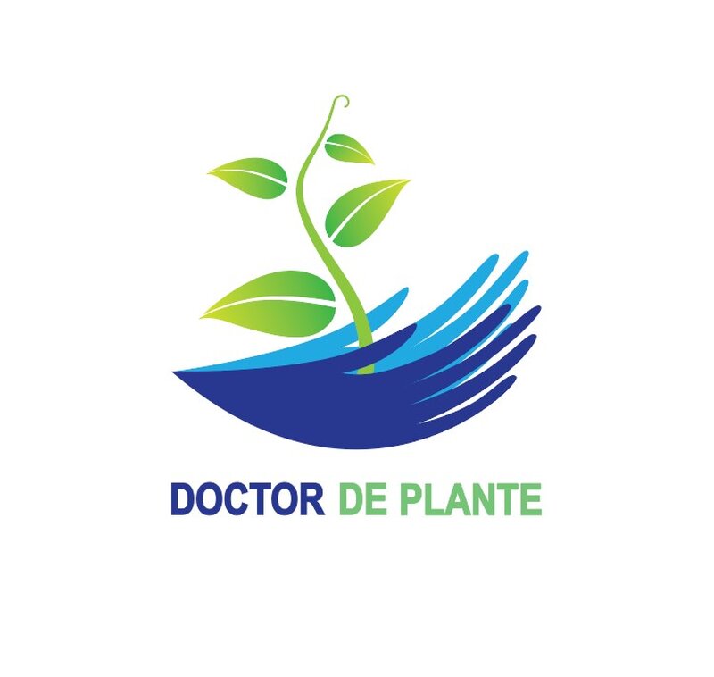 Amenajari spatii de birouri cu plante naturale si artificiale.