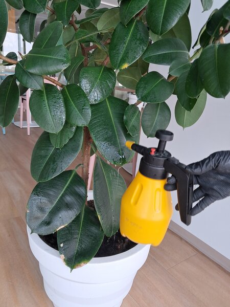 Amenajari spatii de birouri cu plante naturale si artificiale.