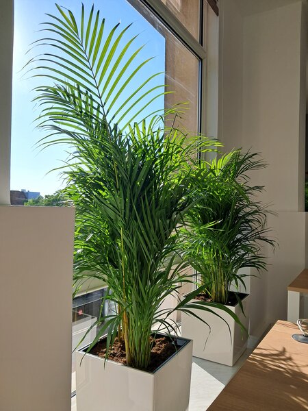 Amenajari spatii de birouri cu plante naturale si artificiale.