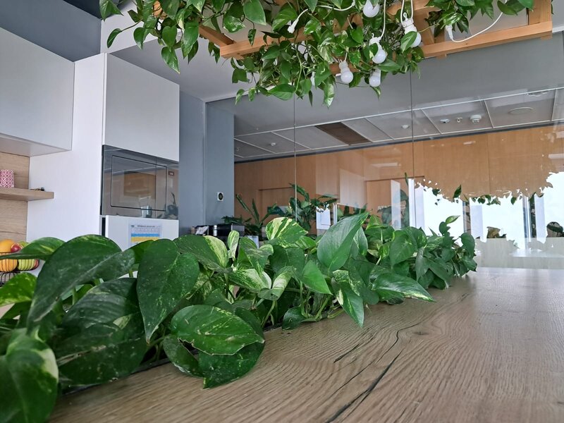 Amenajari spatii de birouri cu plante naturale si artificiale.