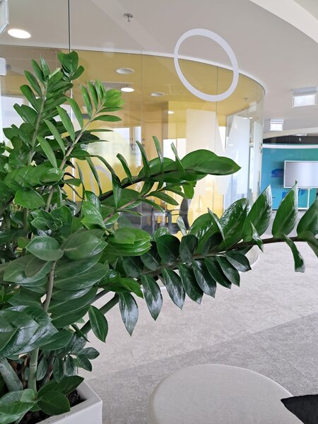 Amenajari spatii de birouri cu plante naturale si artificiale.
