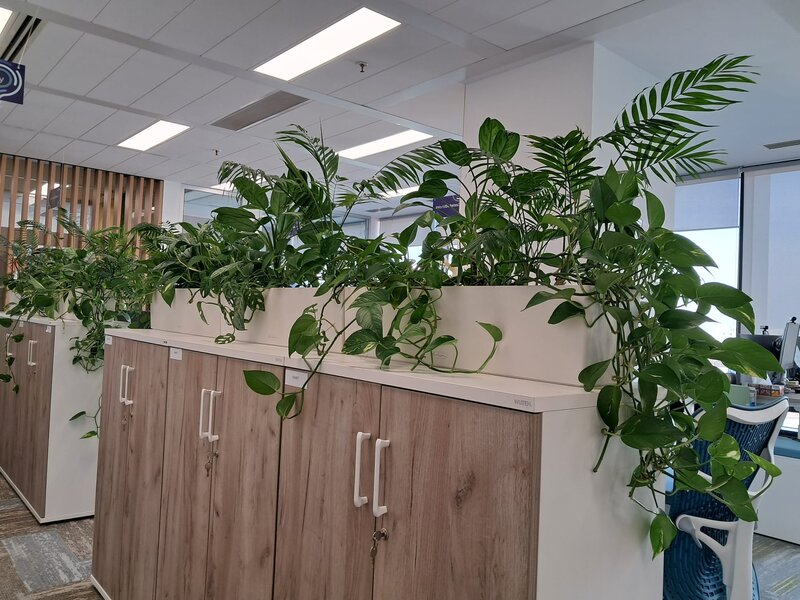 Amenajari spatii de birouri cu plante naturale si artificiale.