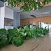 Amenajari spatii de birouri cu plante naturale si artificiale.