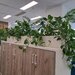 Amenajari spatii de birouri cu plante naturale si artificiale.