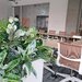 Amenajari spatii de birouri cu plante naturale si artificiale.